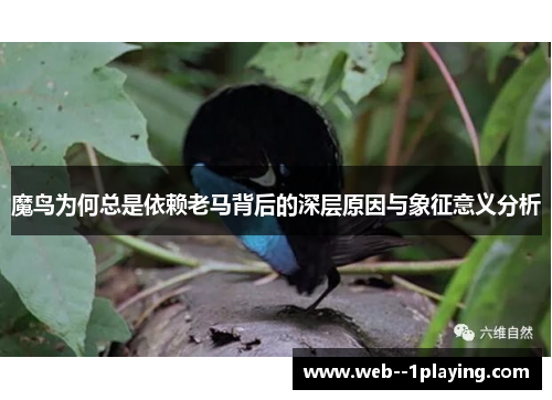 魔鸟为何总是依赖老马背后的深层原因与象征意义分析